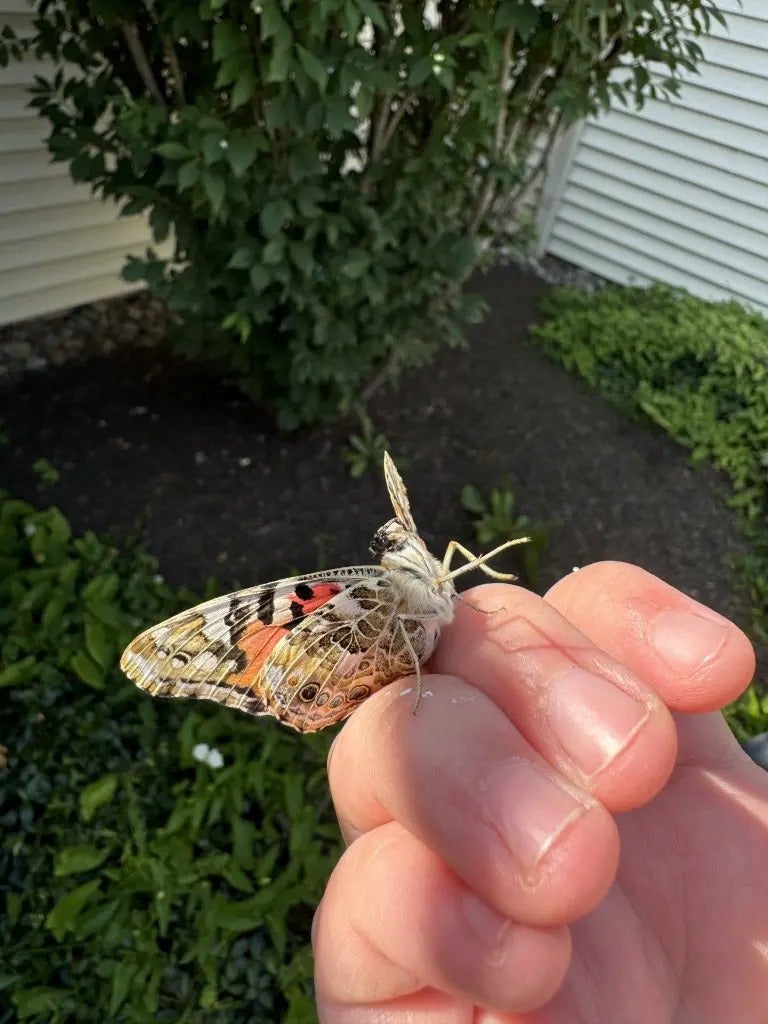 Summer Gives Us Butterflies!