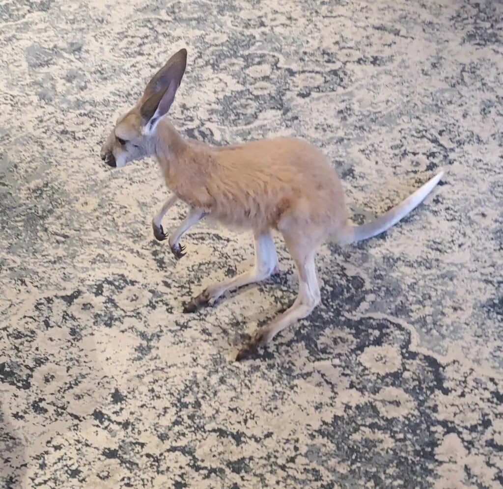 Fun with Kangaroos!