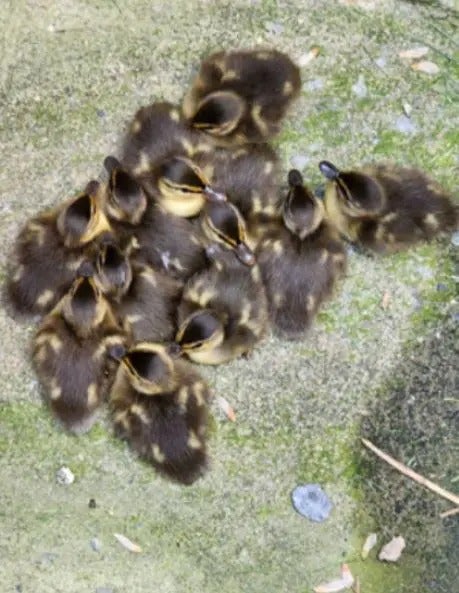 Baby Ducks!