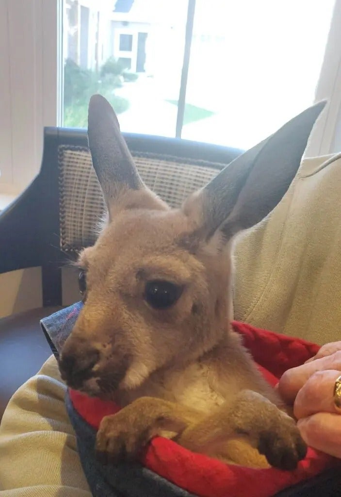 Fun with Kangaroos!