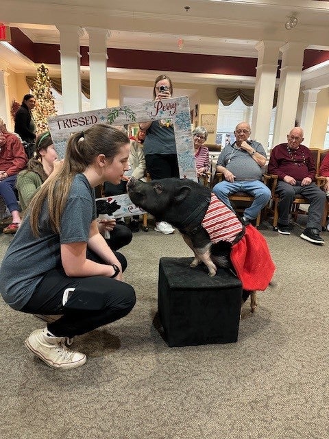 pig 6