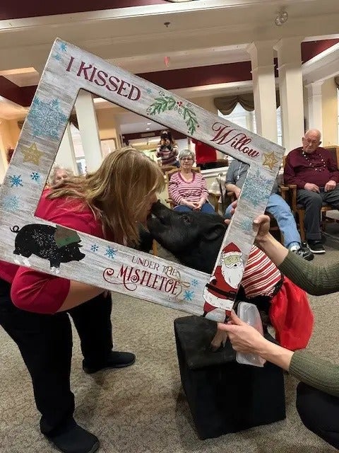Party Pigs Visit