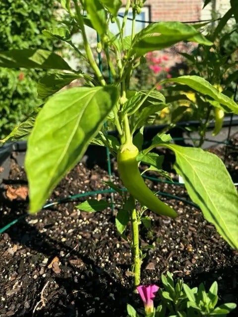 Gardening Gazette