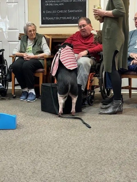 Party Pigs Visit