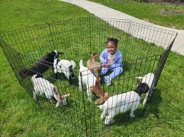 Goats 39
