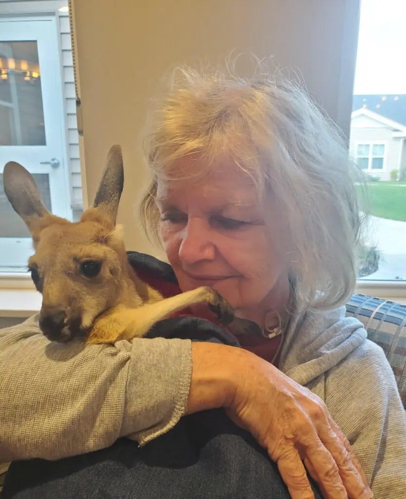 Fun with Kangaroos!