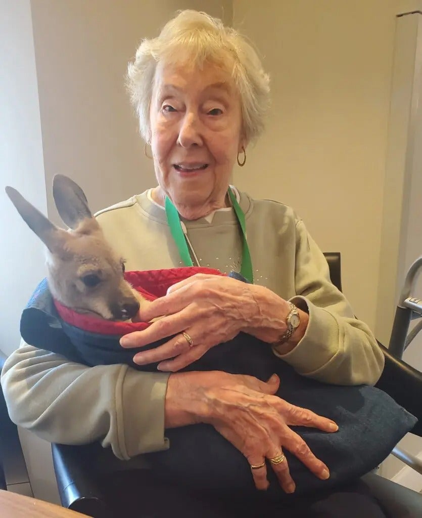 Fun with Kangaroos!