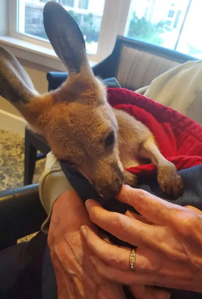 Fun with Kangaroos!