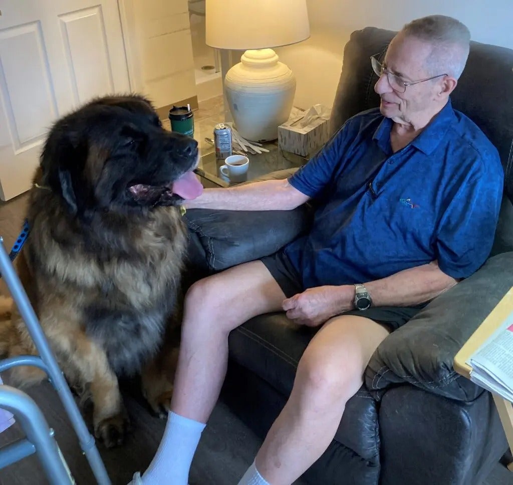 Therapy Dogs