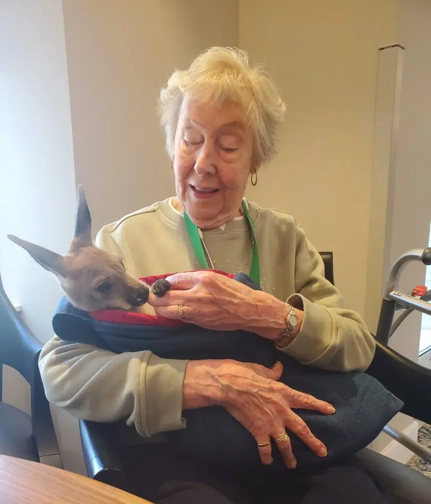 Fun with Kangaroos!