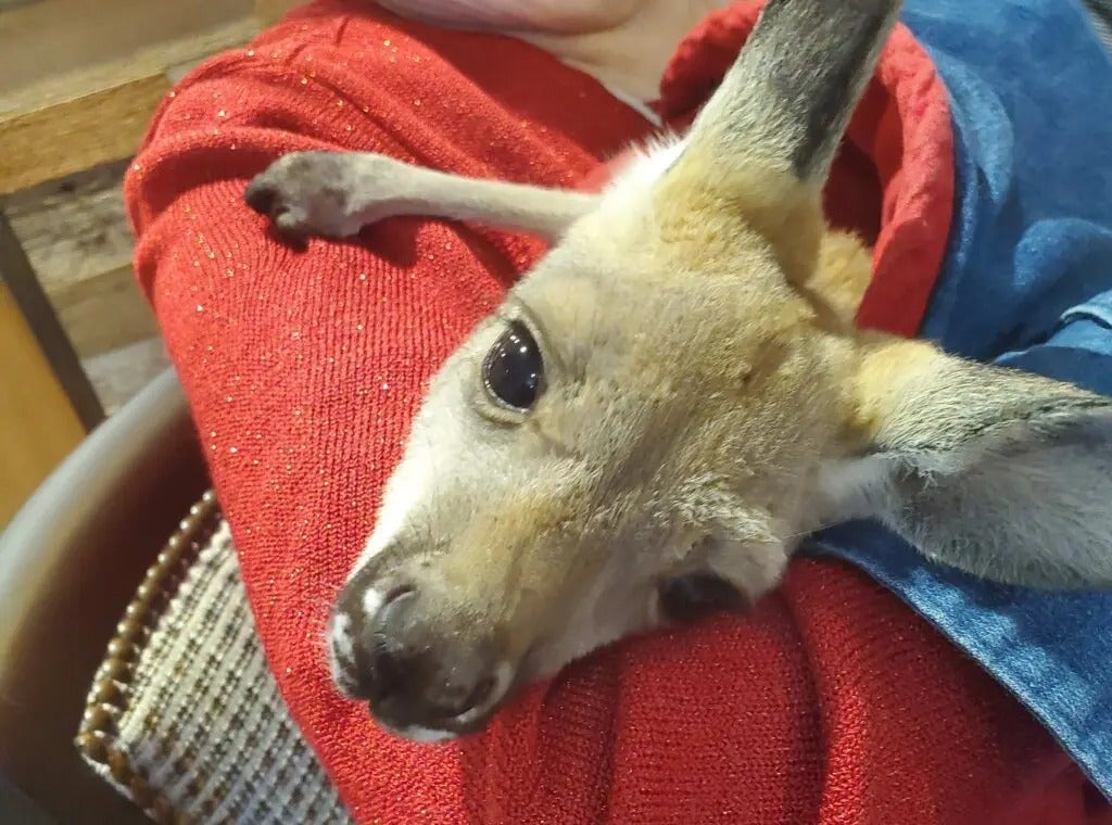 Fun with Kangaroos!