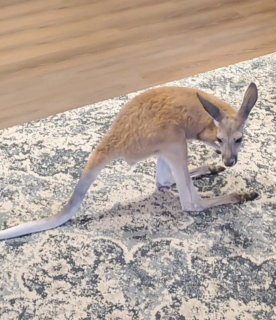 Fun with Kangaroos!