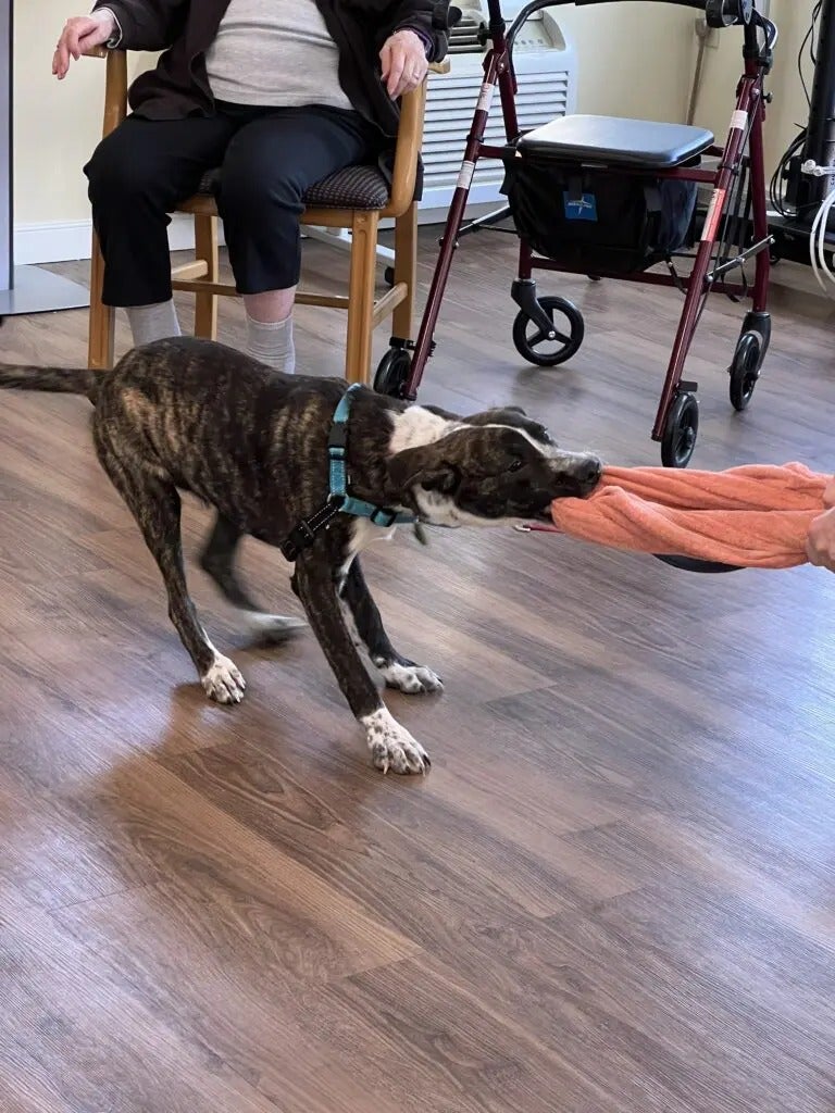 Puppy PlayTime