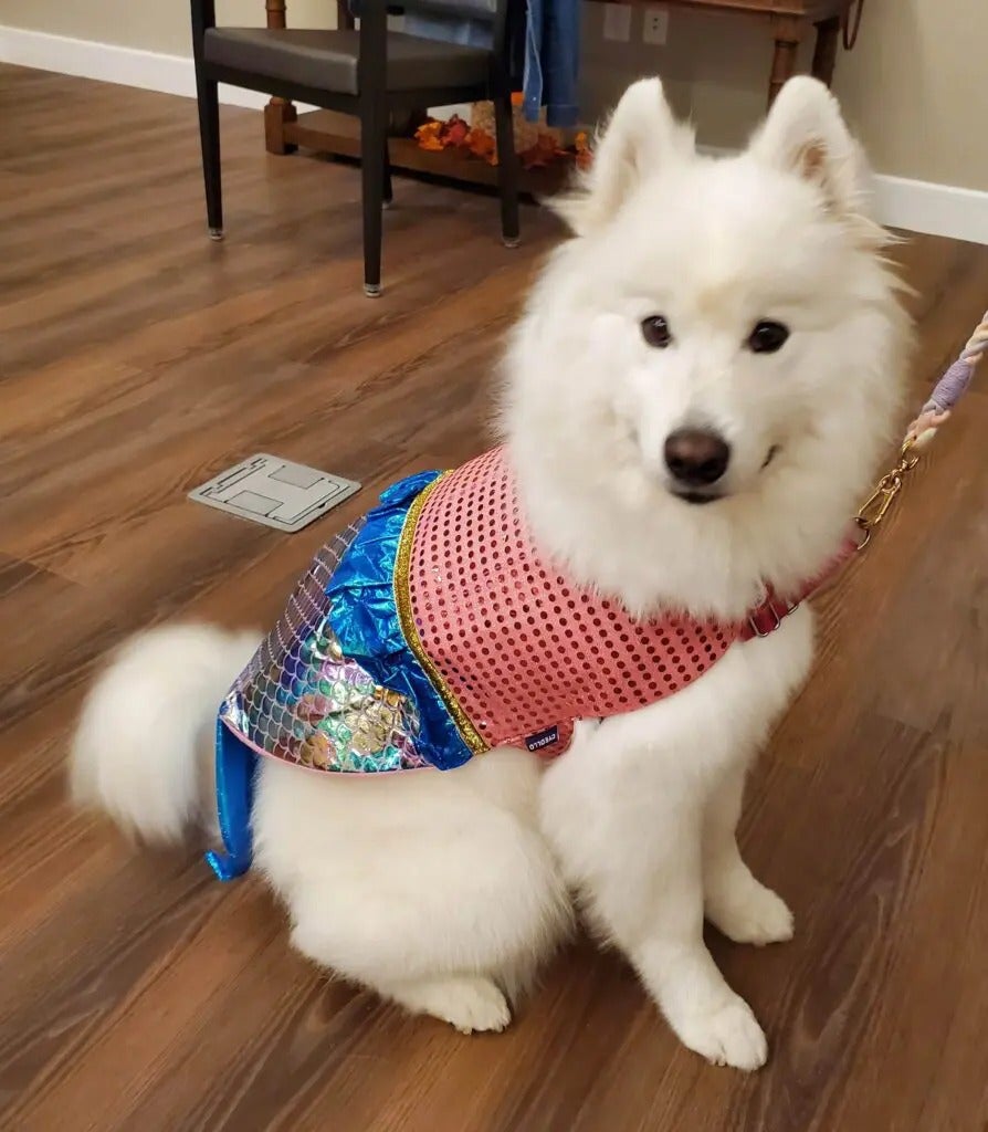 Alliance Pet Therapy