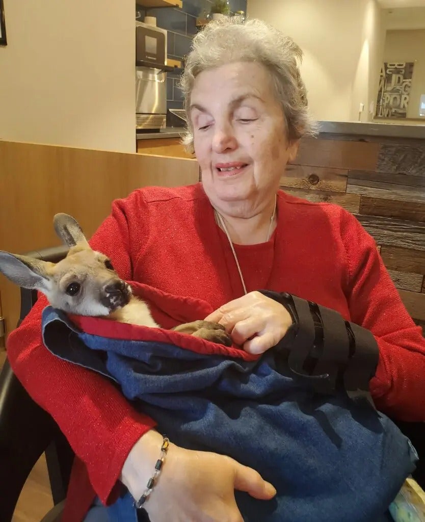 Fun with Kangaroos!