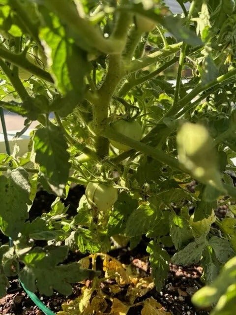 Gardening Gazette
