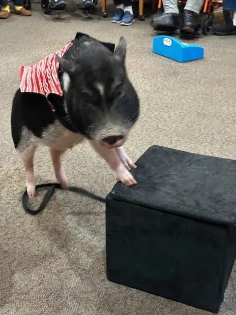 Party Pigs Visit