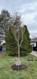 Memory Tree Tribute