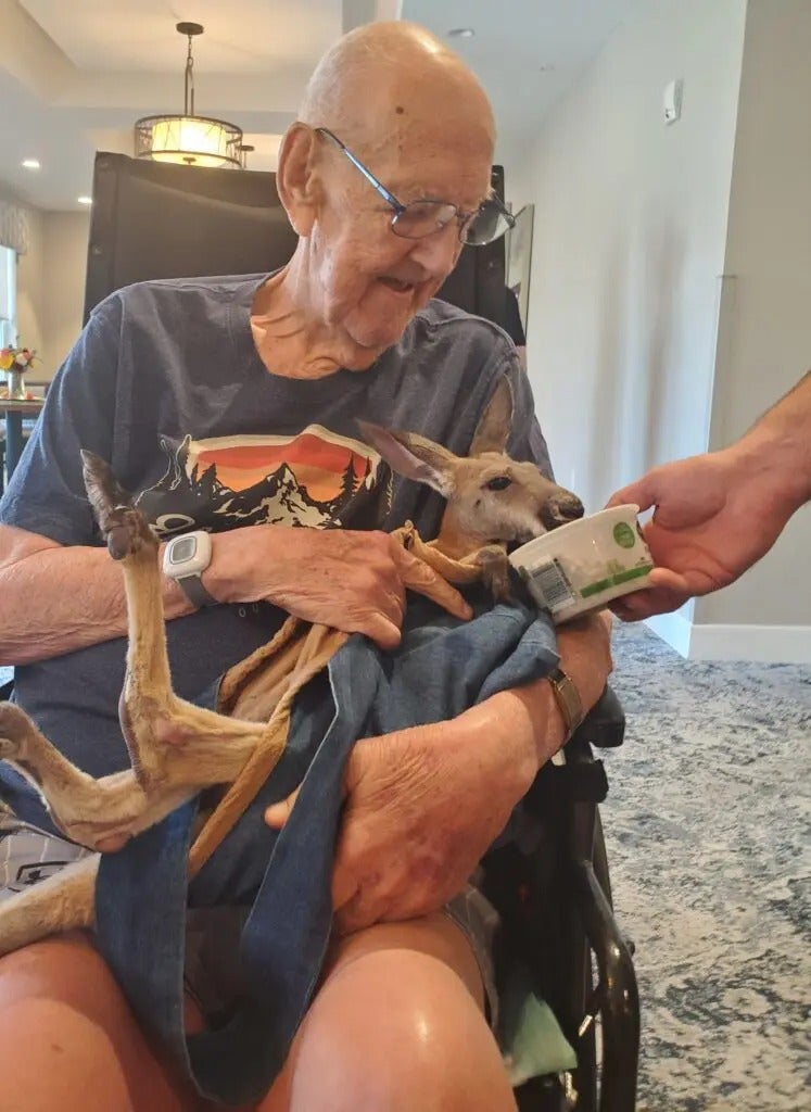 Fun with Kangaroos!