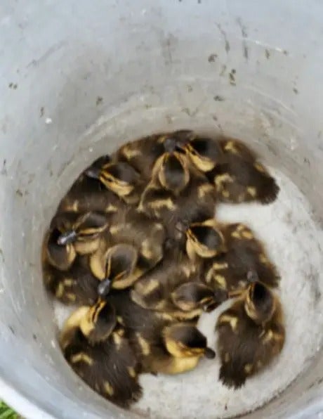 Baby Ducks!