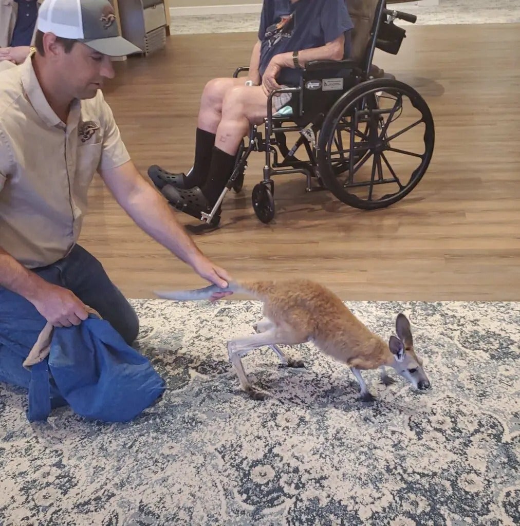 Fun with Kangaroos!