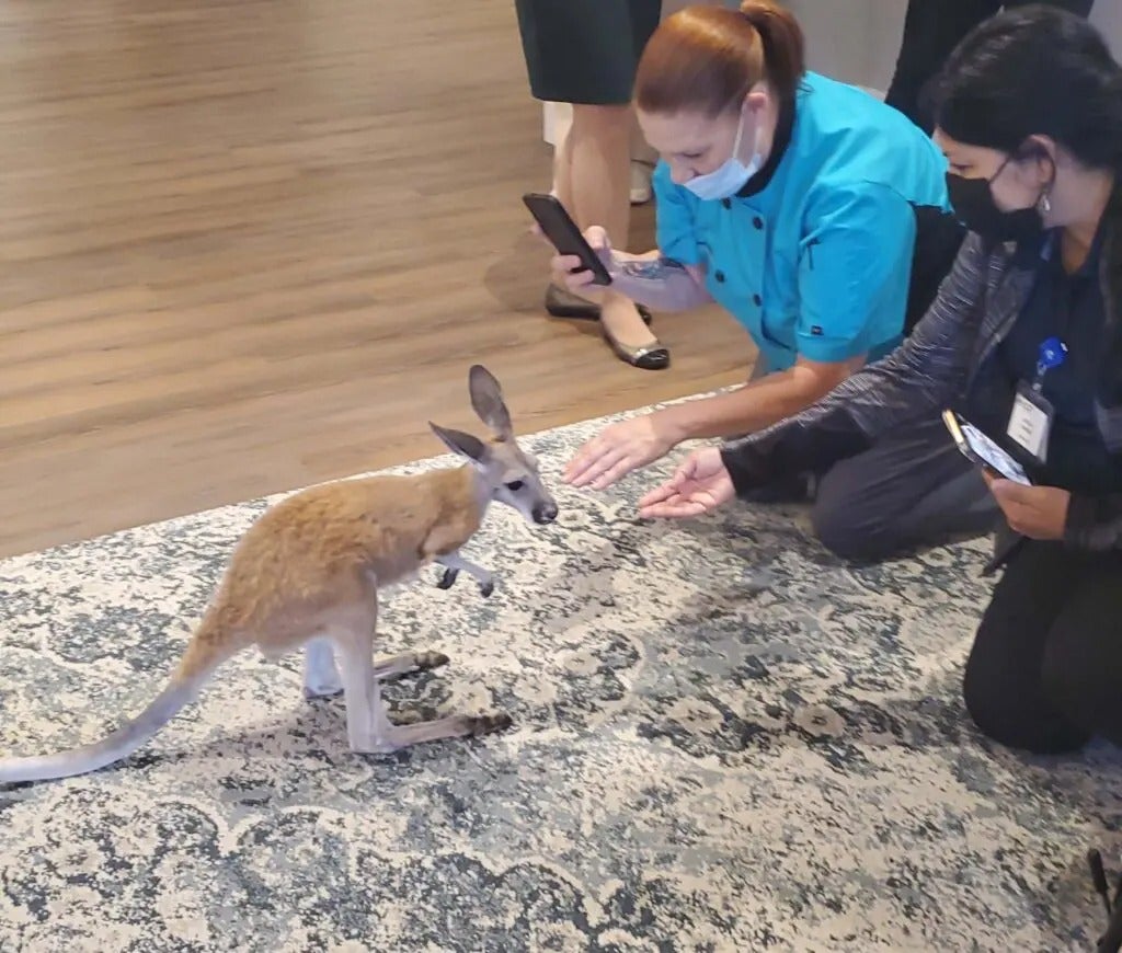 Fun with Kangaroos!