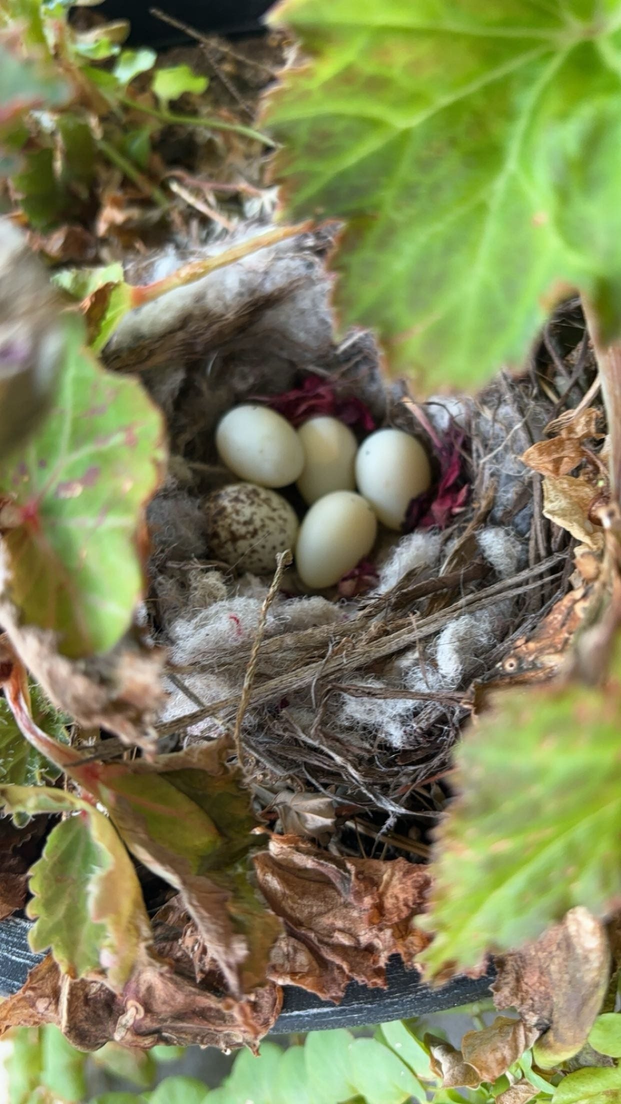birdsnest