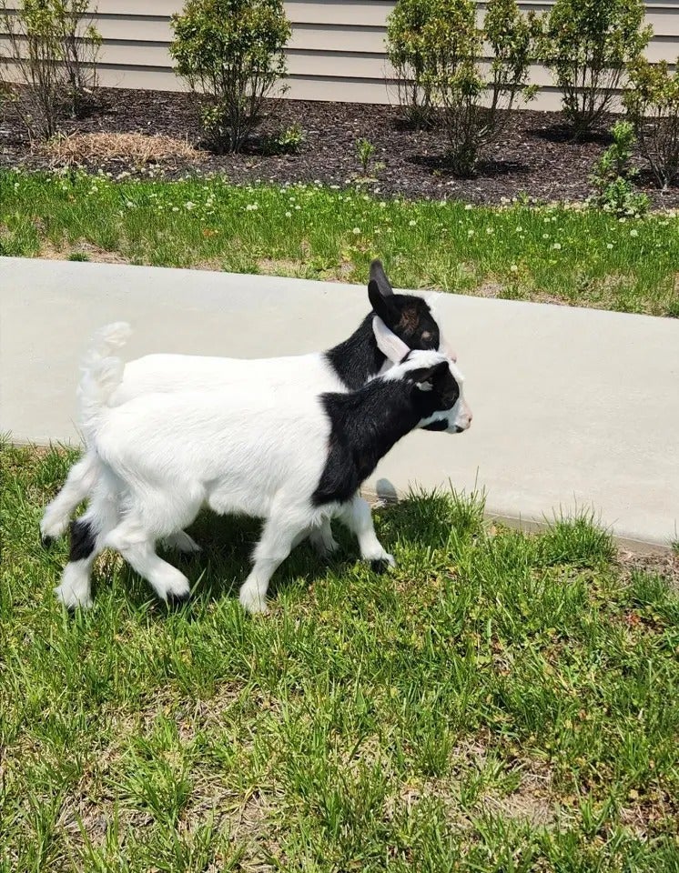 Mother’s Day with Batz Farm baby goats