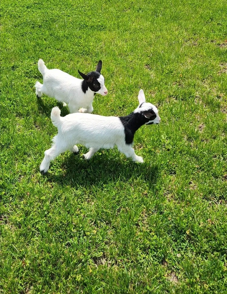 Mother’s Day with Batz Farm baby goats