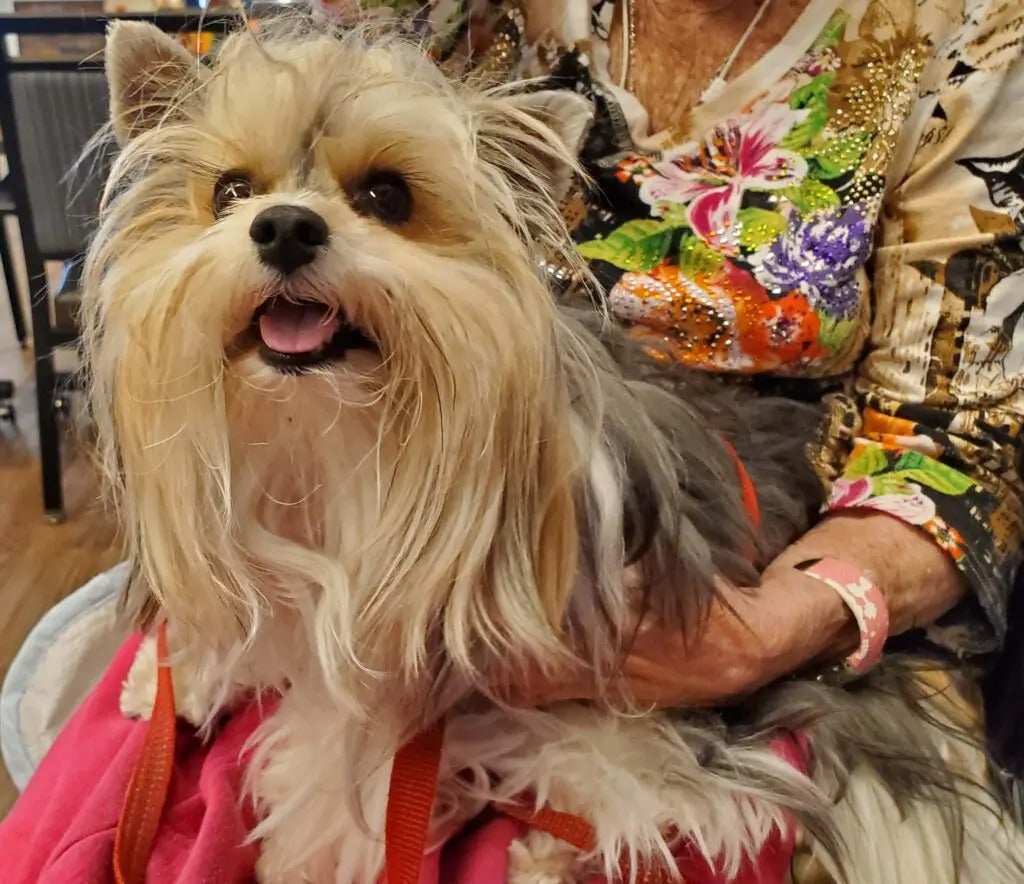 Alliance Pet Therapy