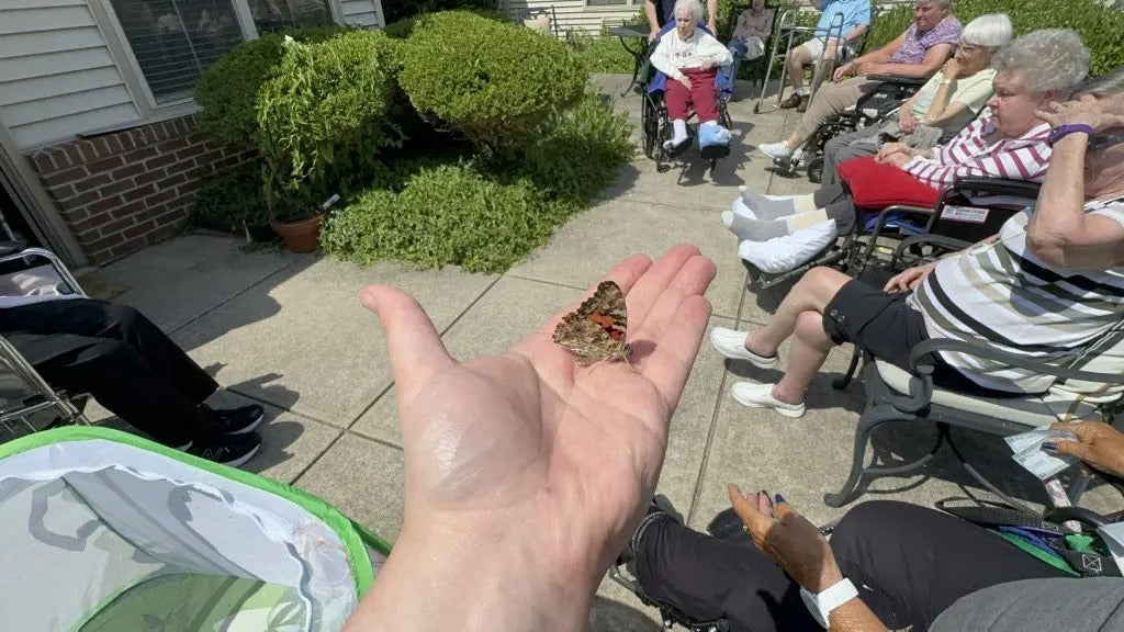 Summer Gives Us Butterflies!