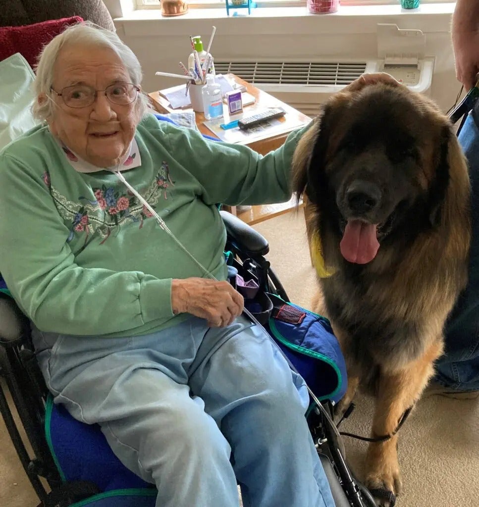 Therapy Dogs