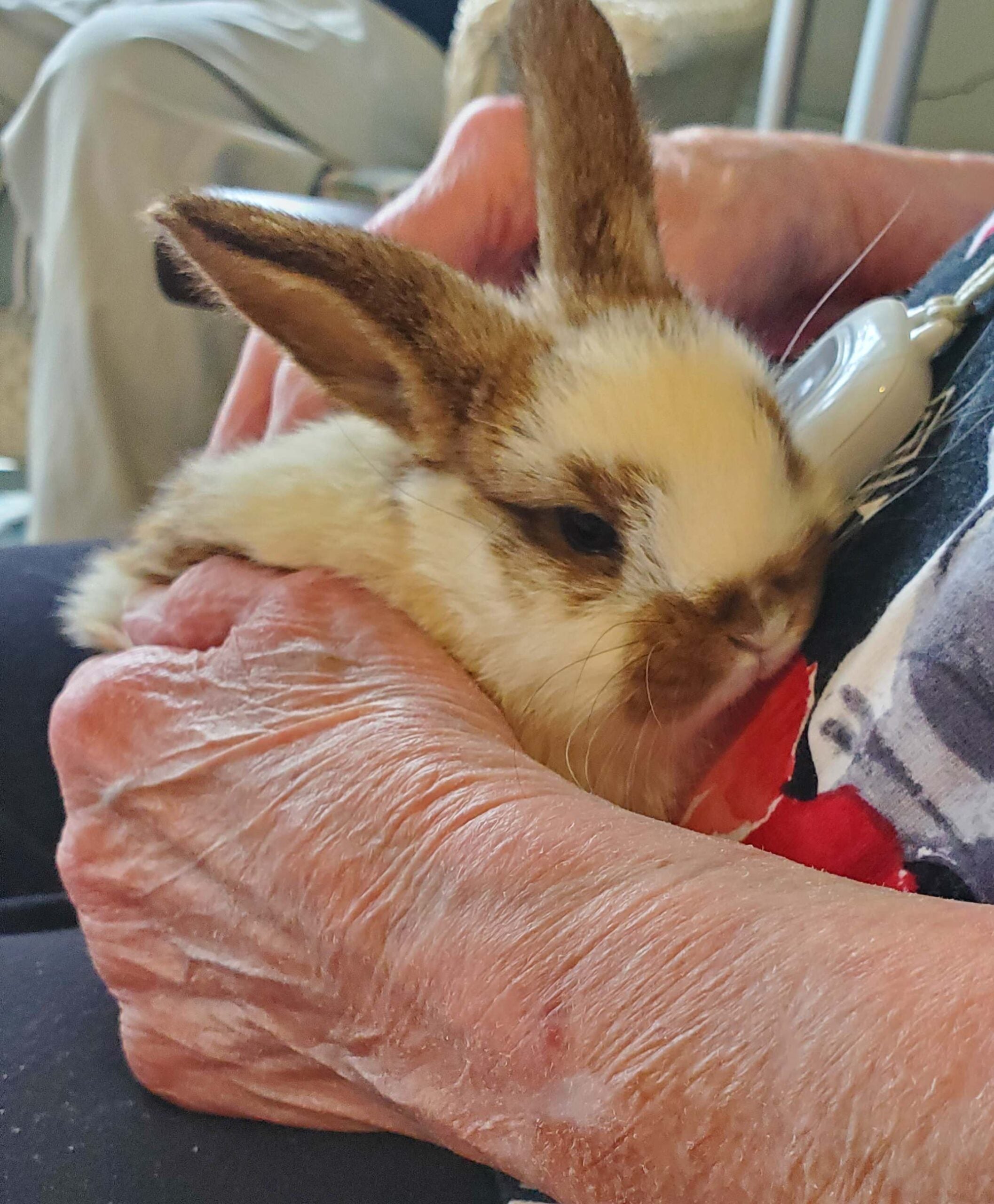 Bunny Snuggles (3)