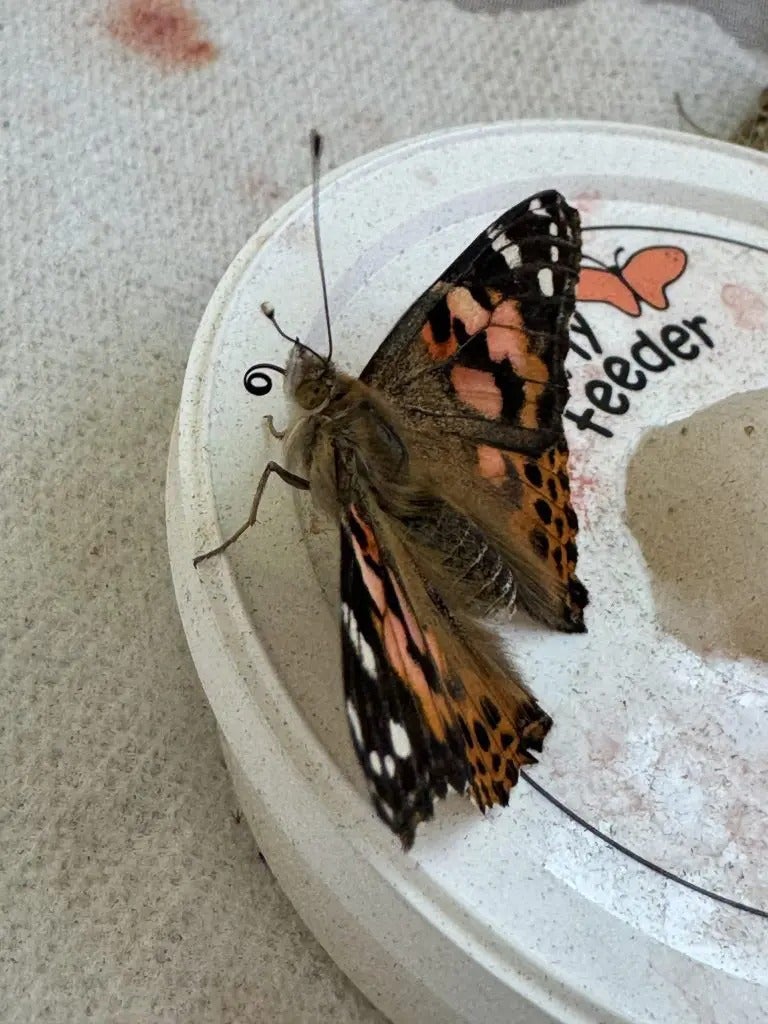 Summer Gives Us Butterflies!