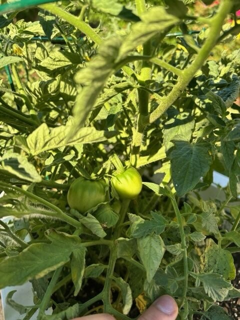 garden1