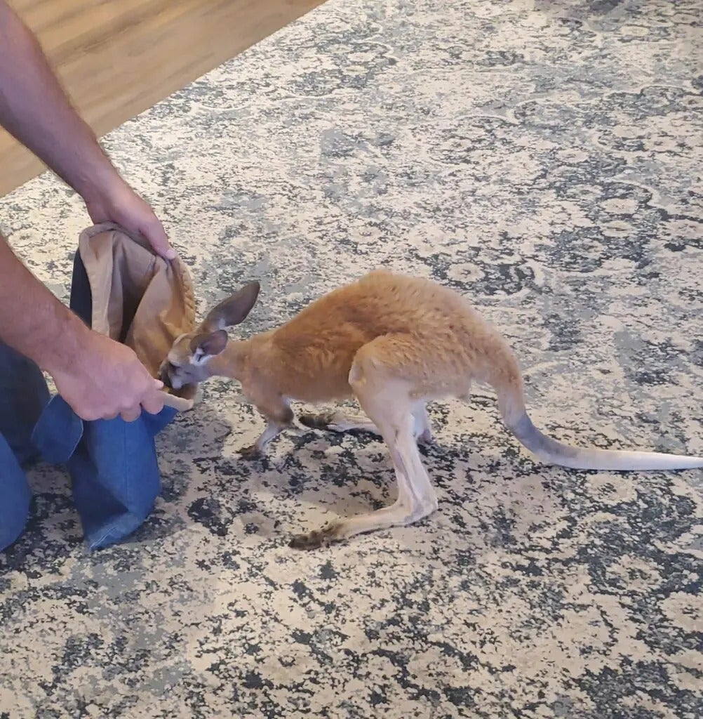 Fun with Kangaroos!