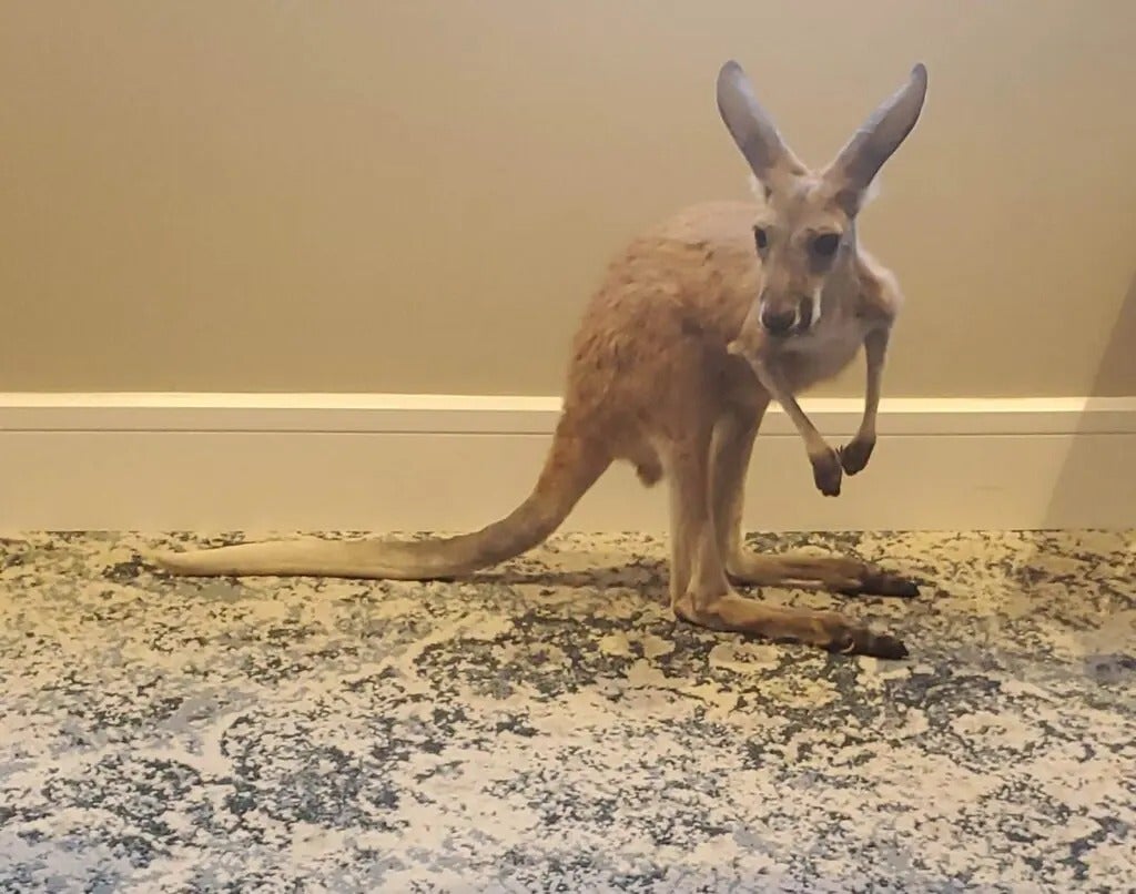 Fun with Kangaroos!