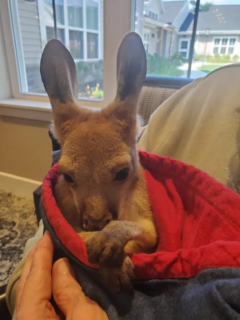 Fun with Kangaroos!