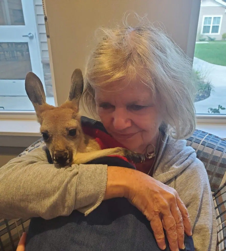 Fun with Kangaroos!