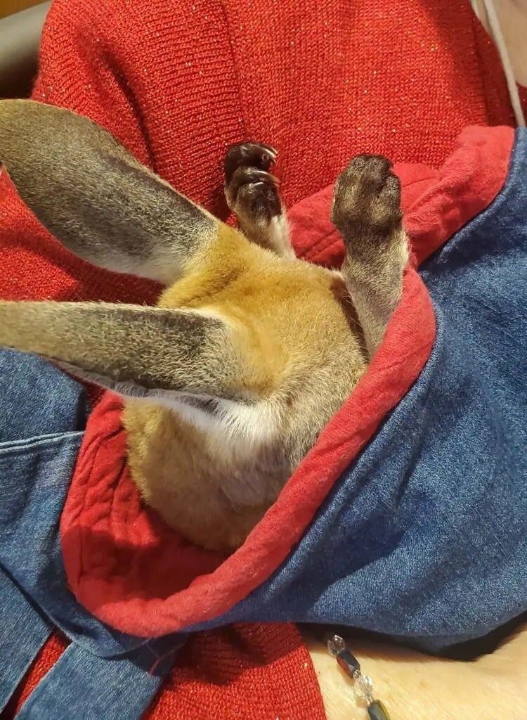 Fun with Kangaroos!