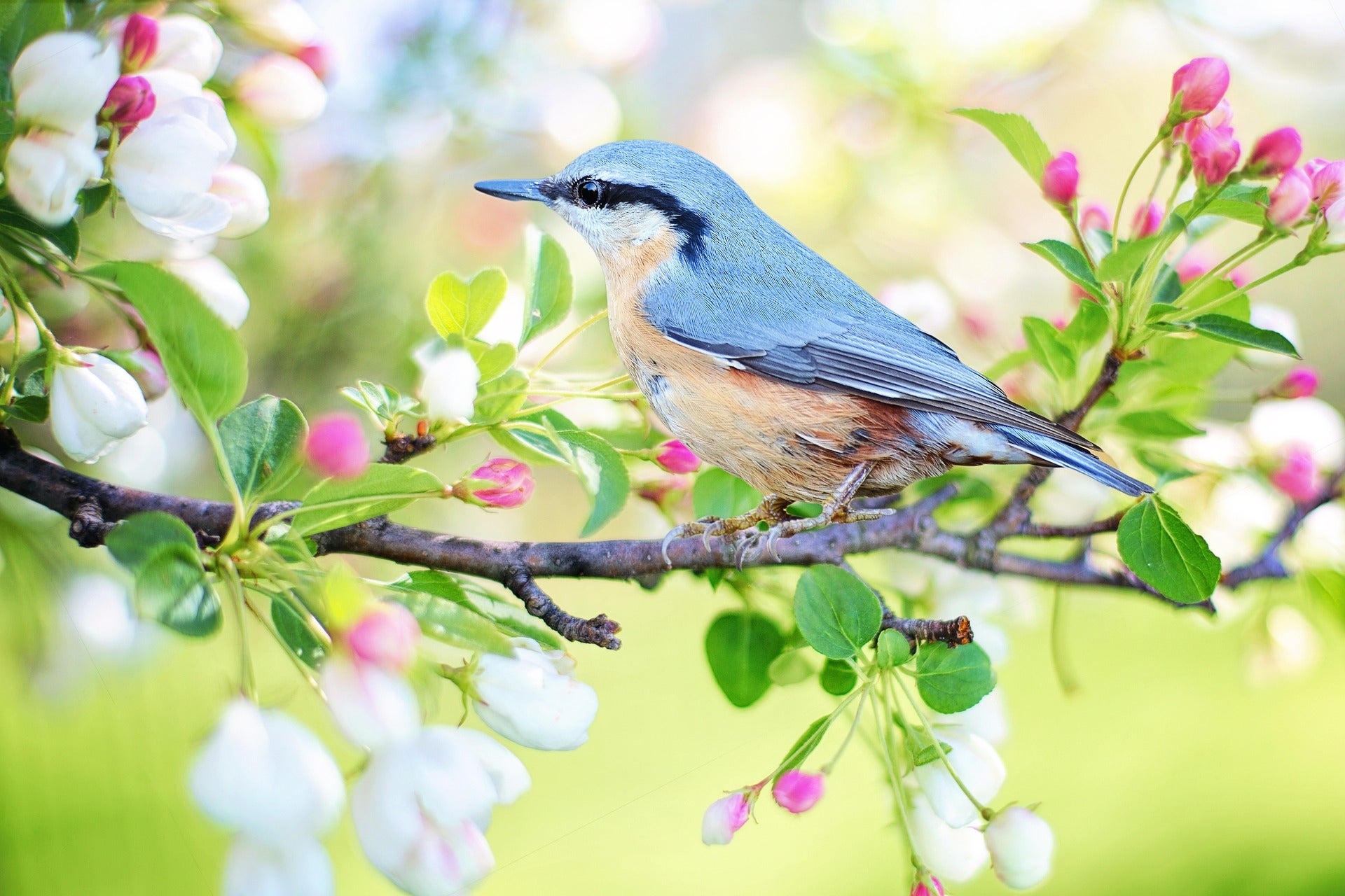 Image by Jill Wellington from Pixabay