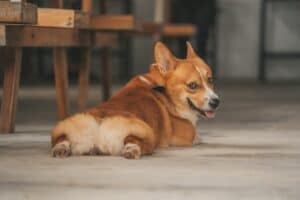 Pet-Friendly Restaurants in Oklahoma City