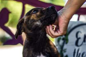 Animal Shelters in Oklahoma City, OK