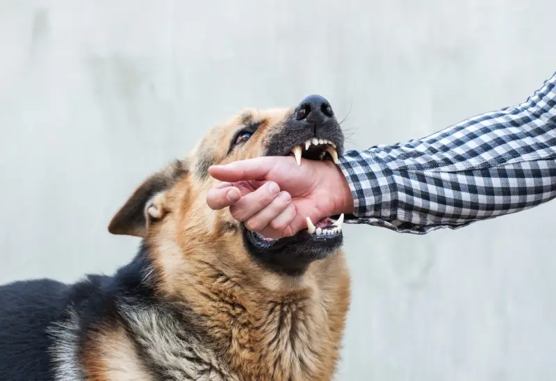 Dog biting a person’s hand