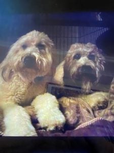 Dogs