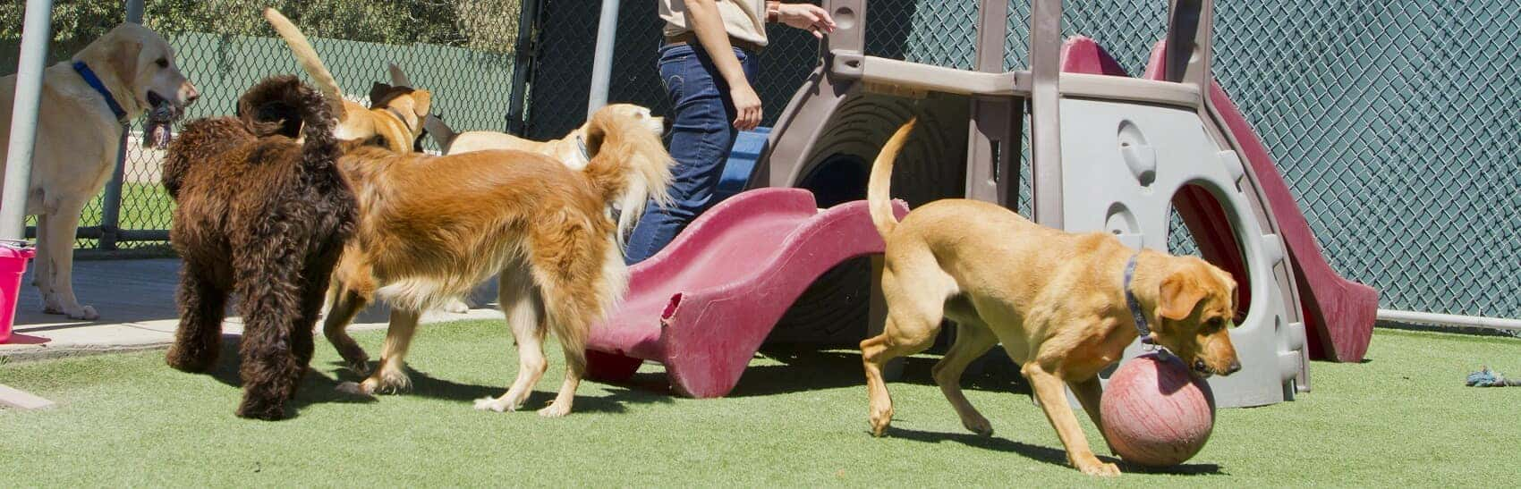 Best Doggy Daycares
