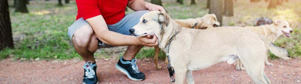 Homeless Pets Up for Adoption
