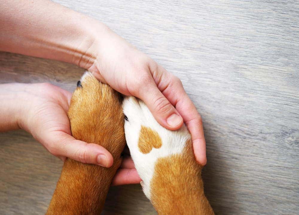 Animal Rescue Services