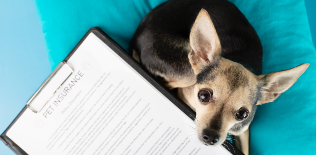 Small dog beside clipboard with pet insurance policy paperwork