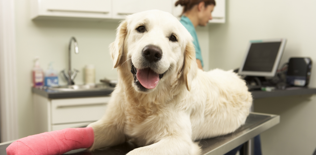 Golden retriever with pink leg cast at vet clinic, looking happy